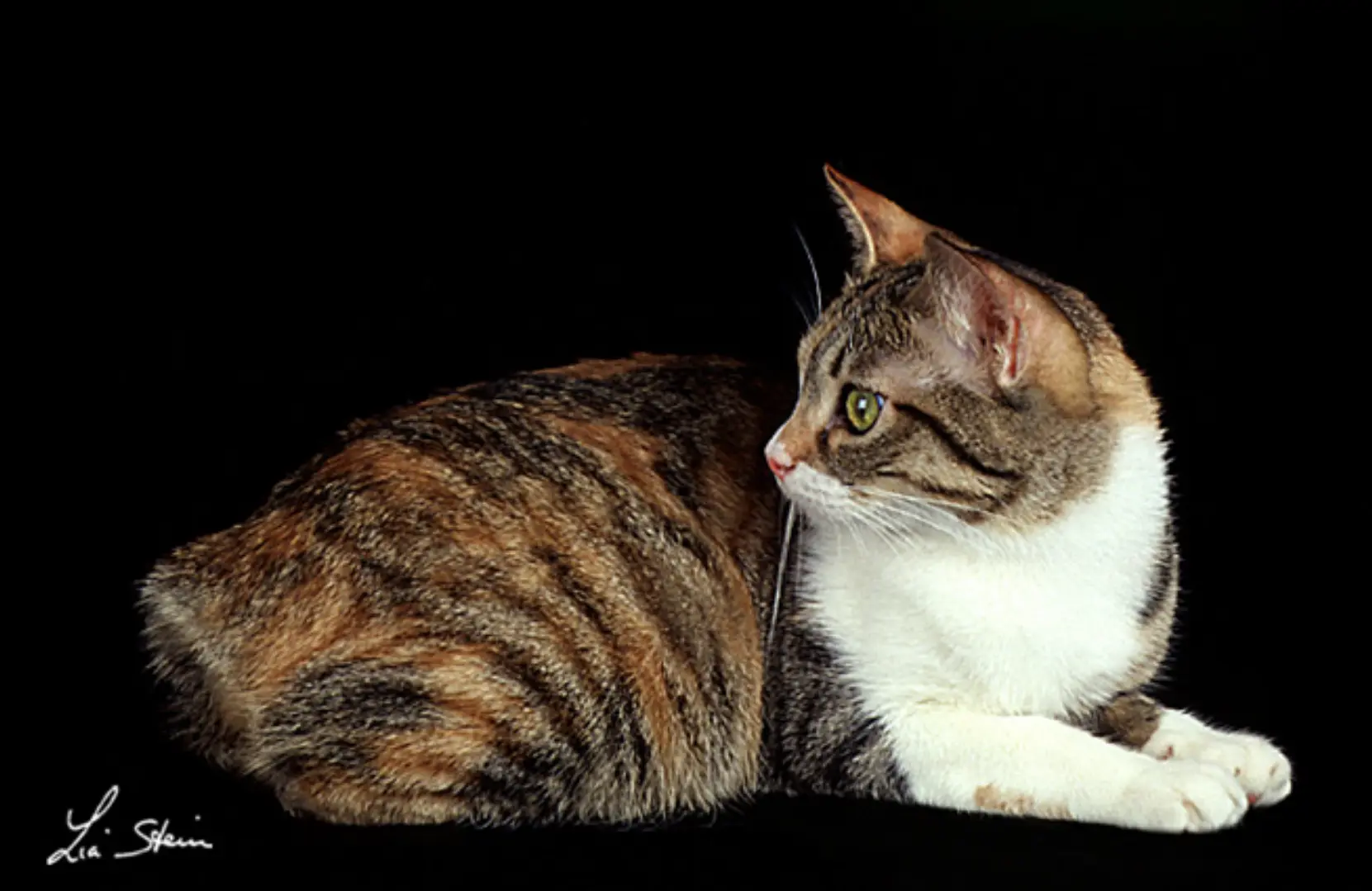 Japanese Bobtail il gatto giapponese