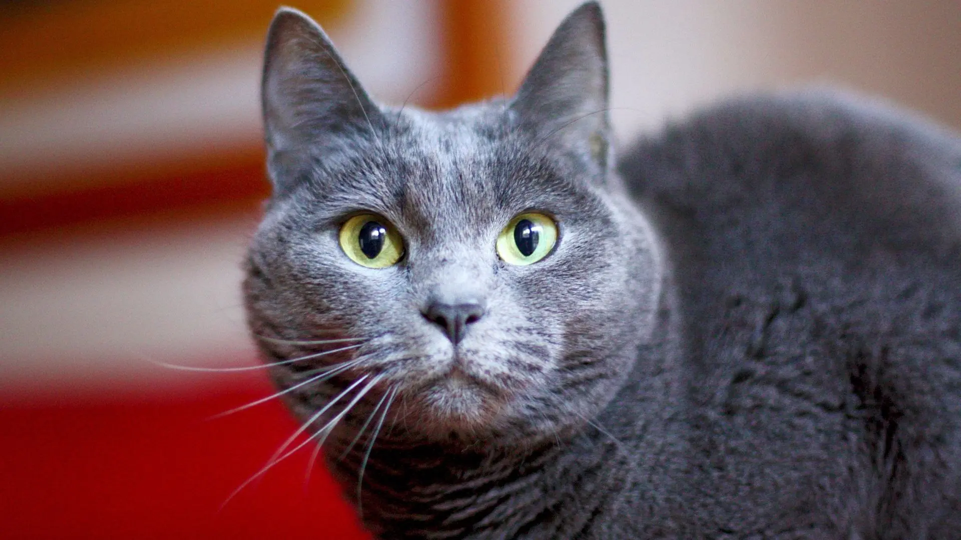 razza gatto certosino