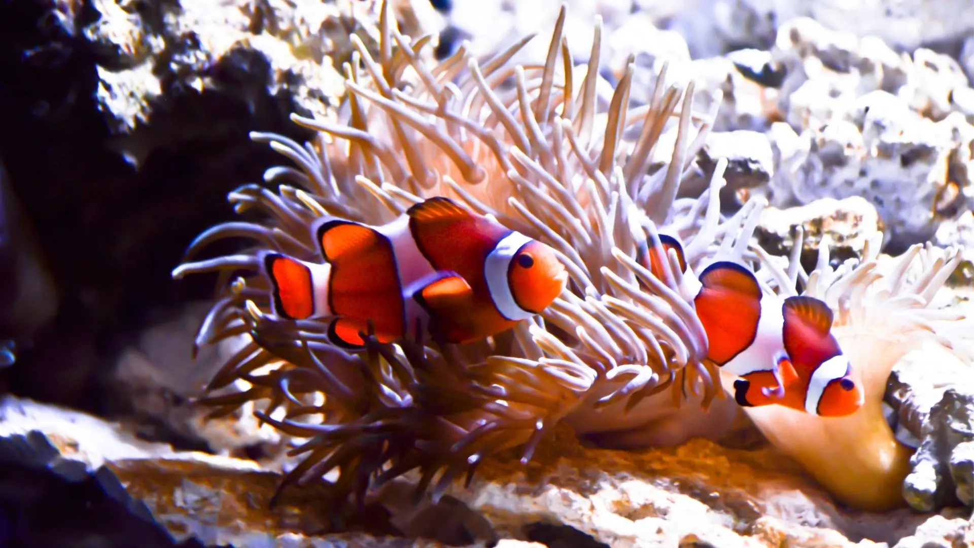 Riproduzione pesce pagliaccio