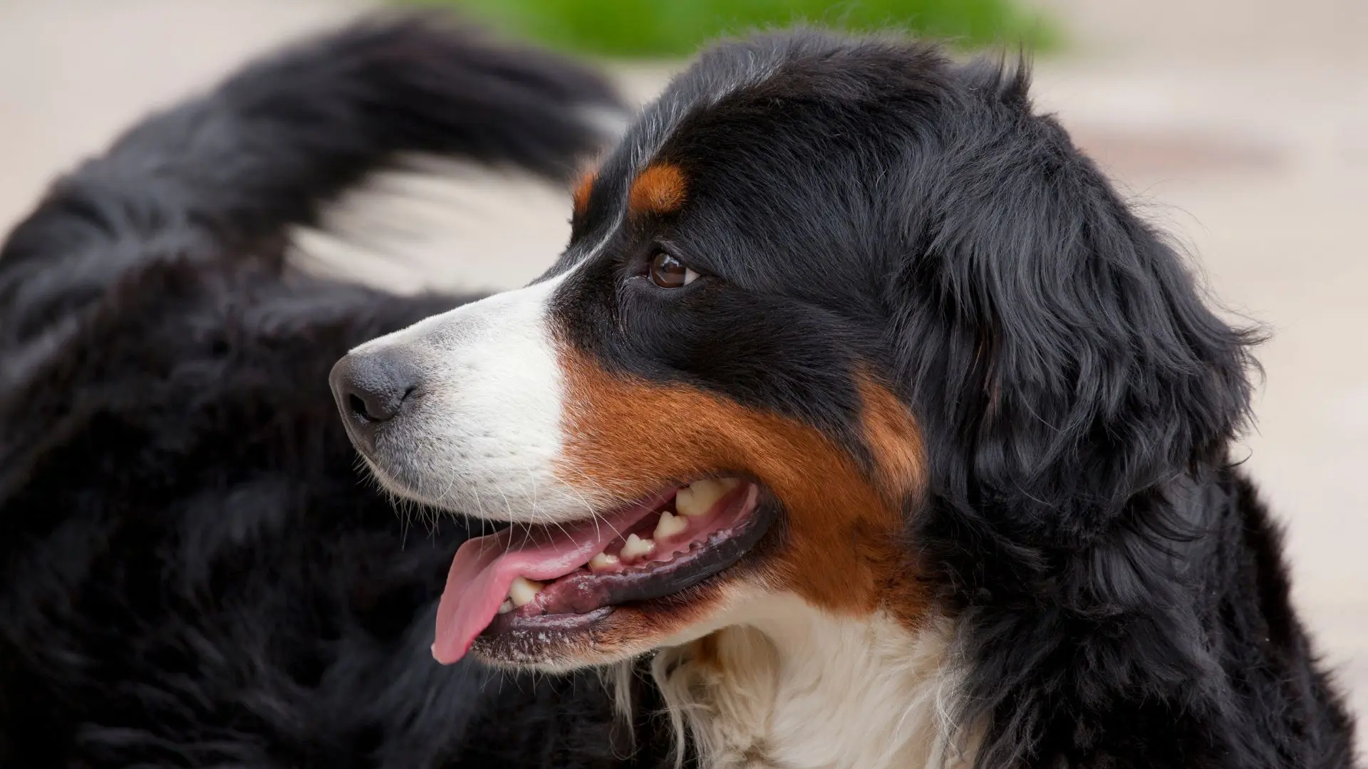Bovaro Bernese