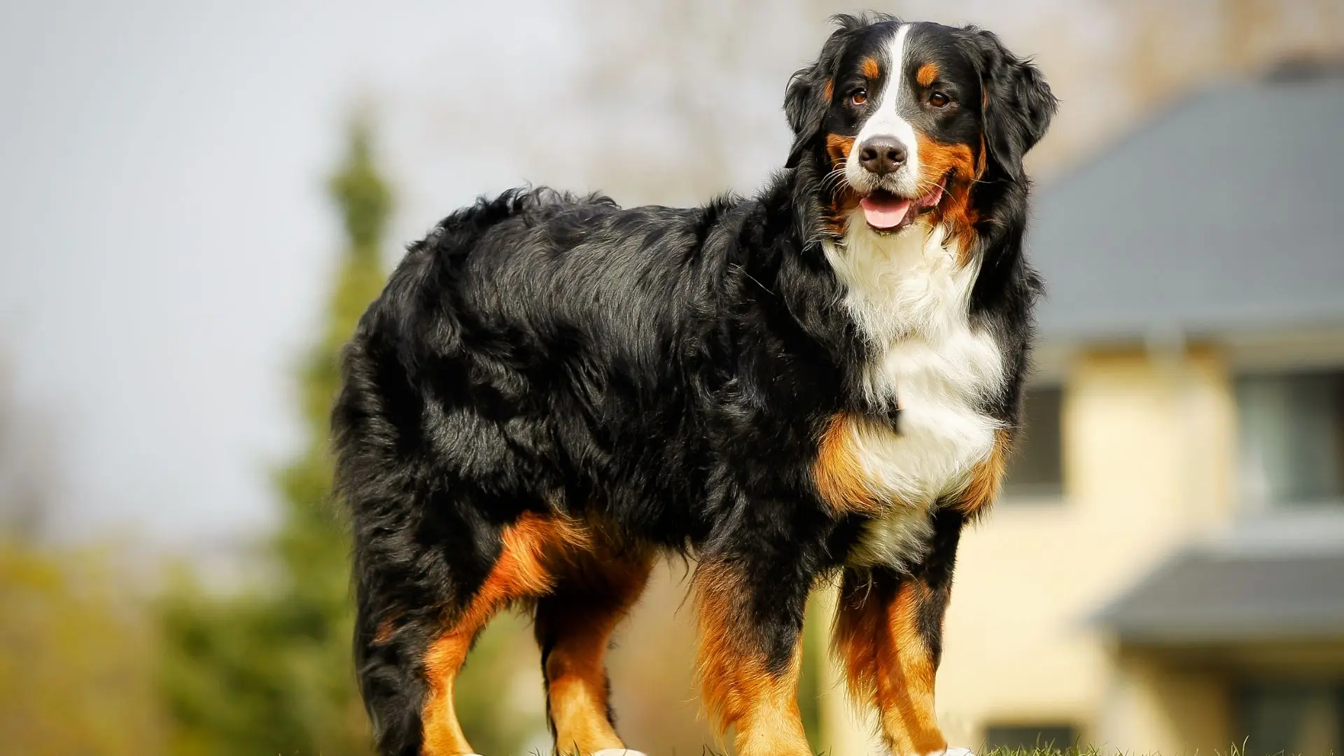 Esemplare di Bovaro del Bernese