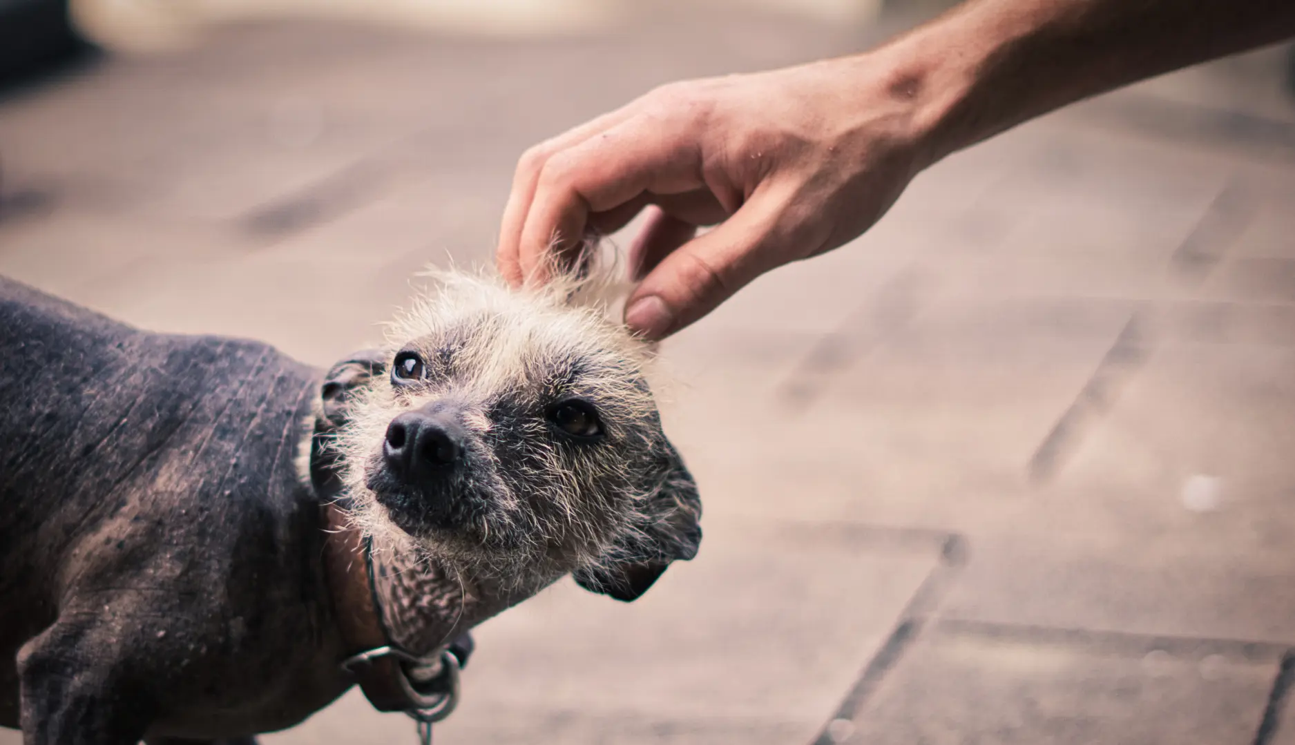 Cane nudo del messico o Xoloitzcuintle