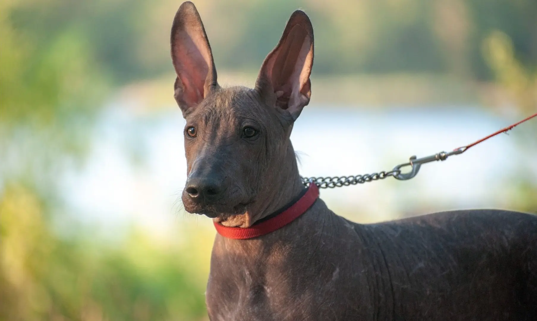 Cane nudo del messico