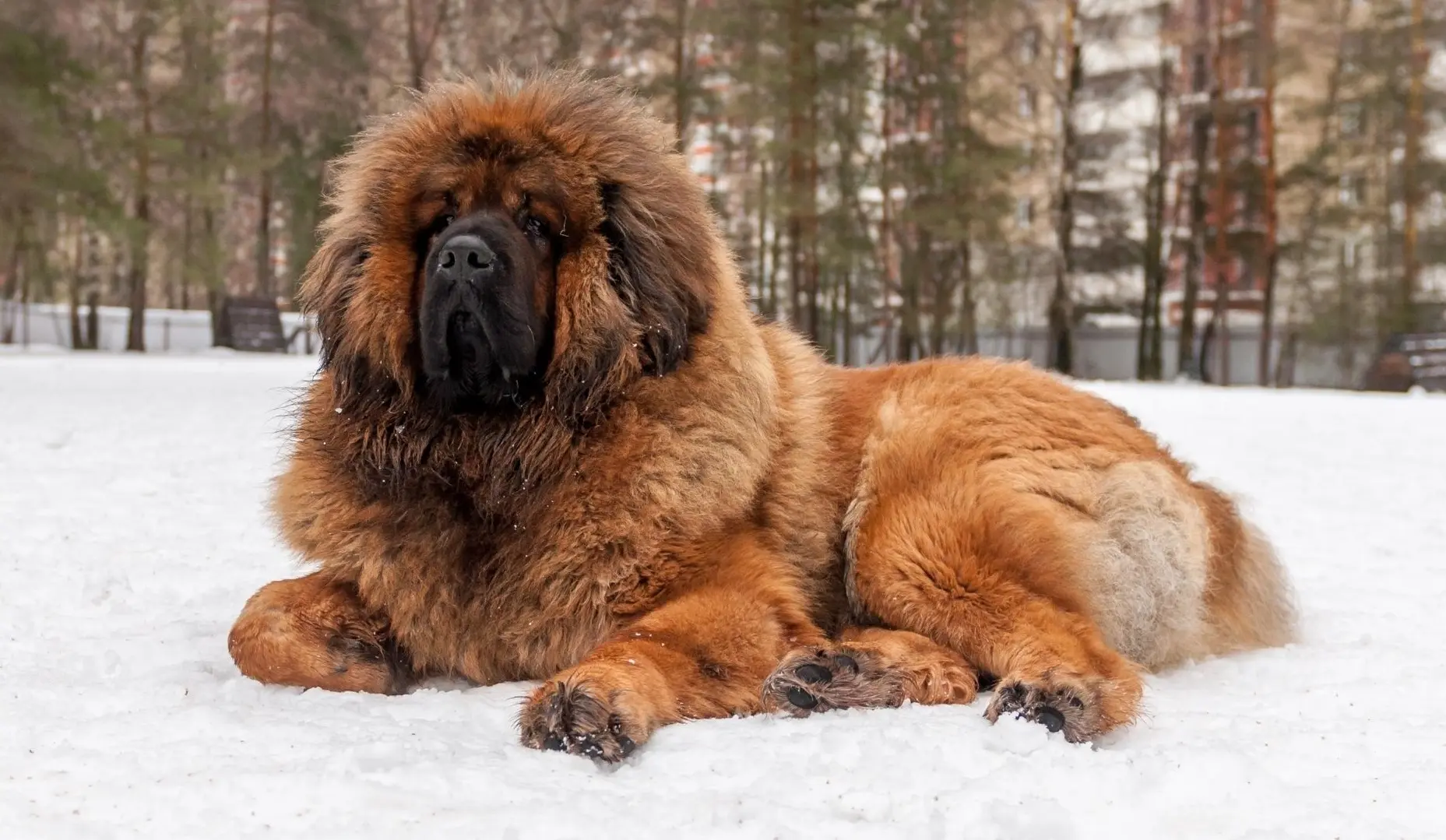 Mastino tibetano