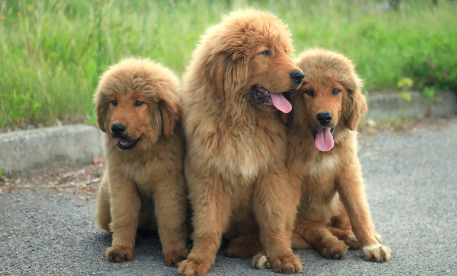 Cuccioli di mastino tibetano