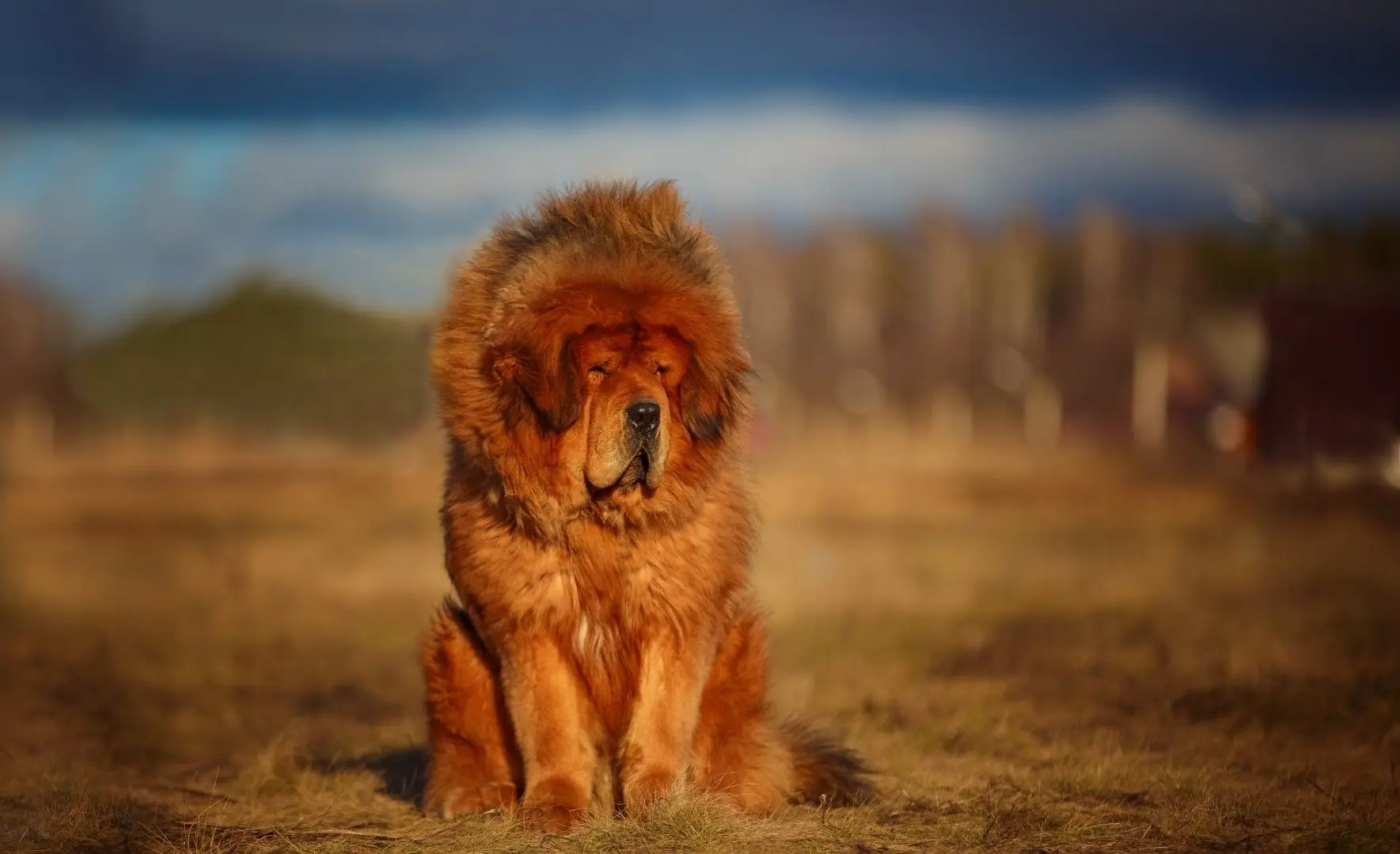 Mastino tibetano all'aperto