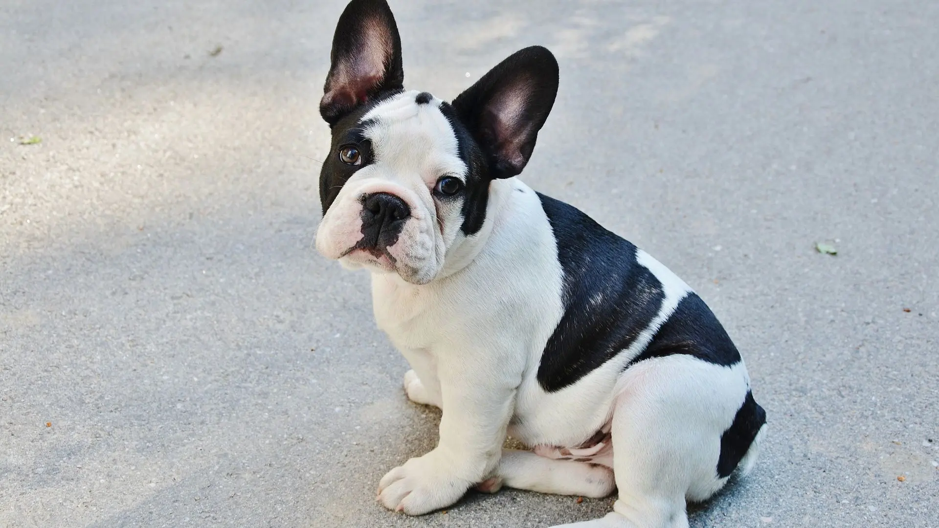 Bouledogue Francese cucciolo
