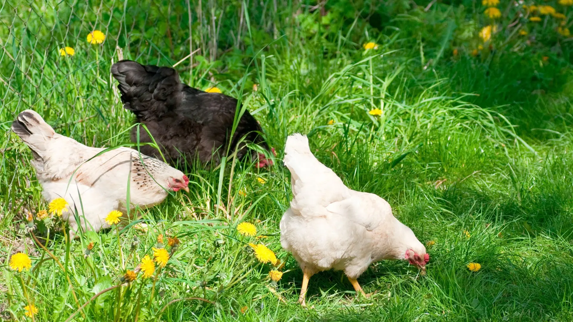 Gallina domestica come gestirla