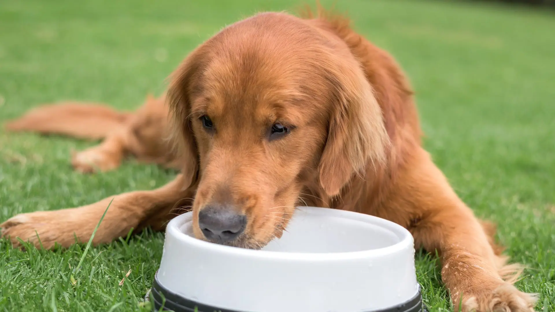 Cane che beve diabete