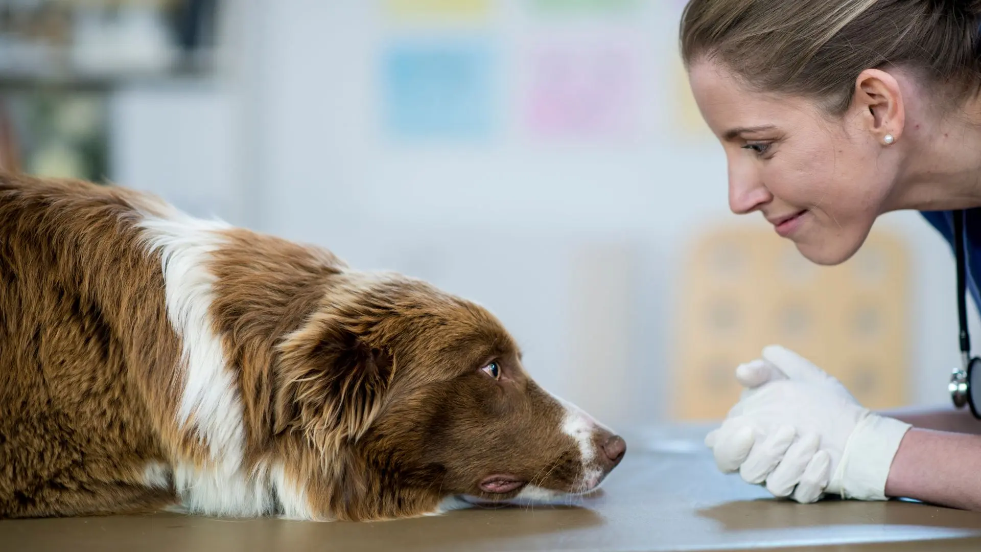 Cane con il veterinario