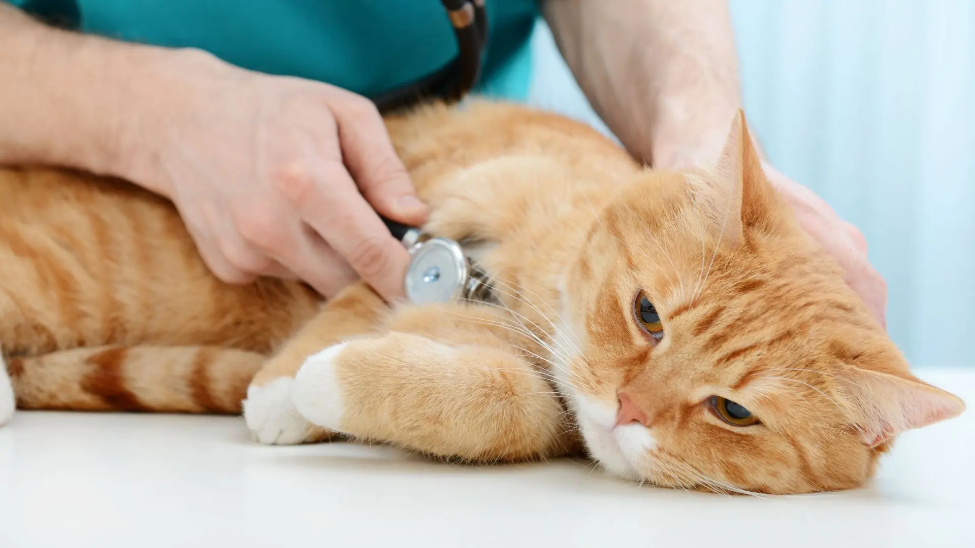 Visita gatto con FIP