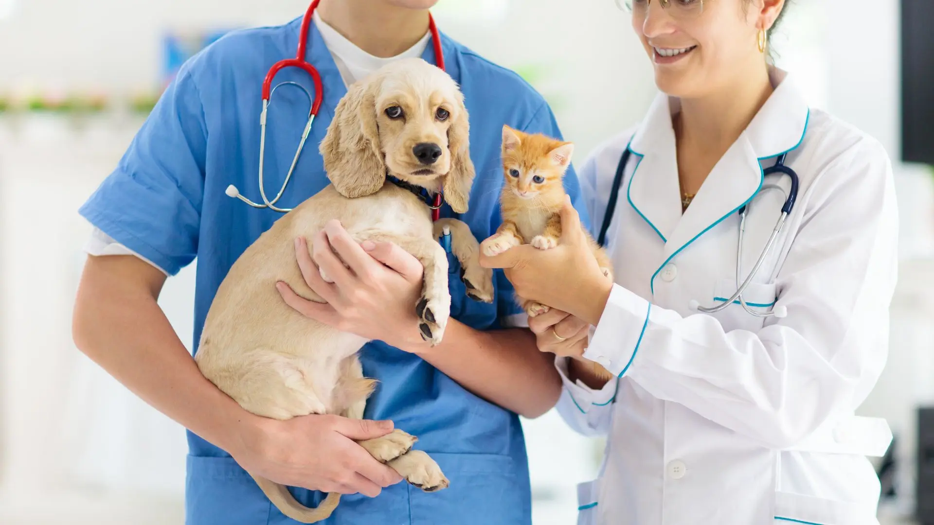 Parvovirosi nel cane