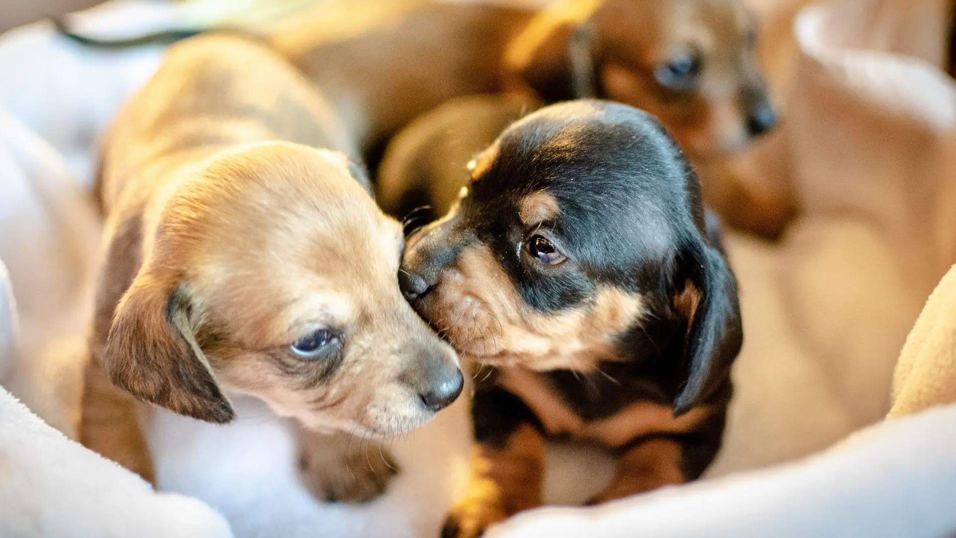 Cuccioli e parvovirosi