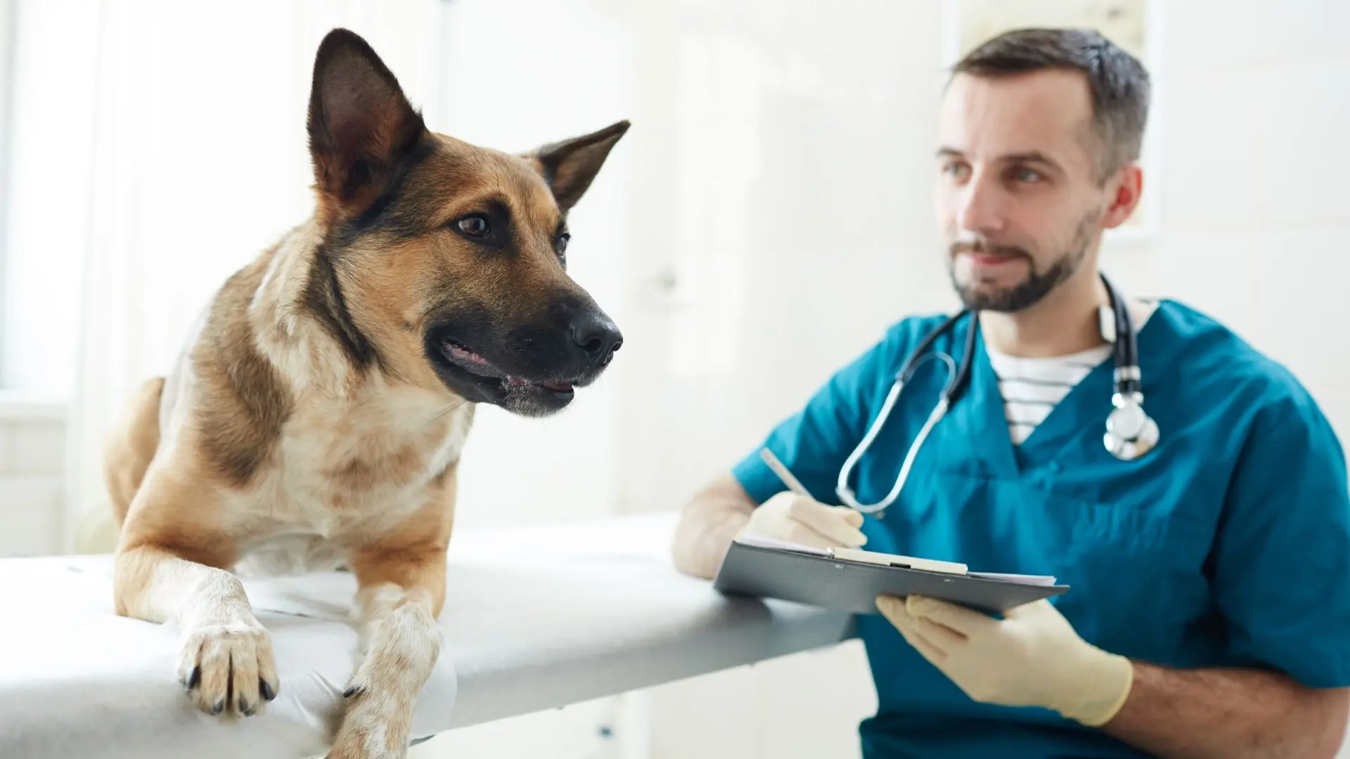 Visita dal veterinario per parvoviorsi