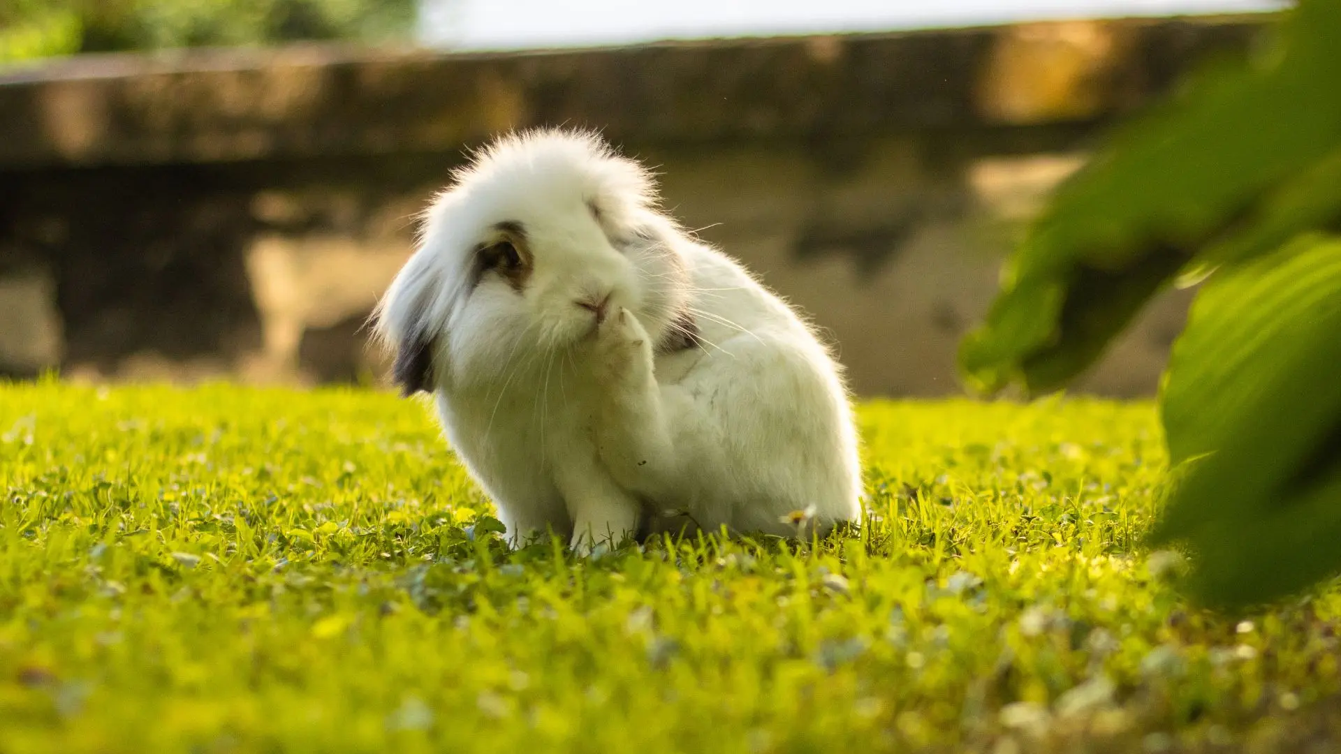 Coniglio si gratta dermatite