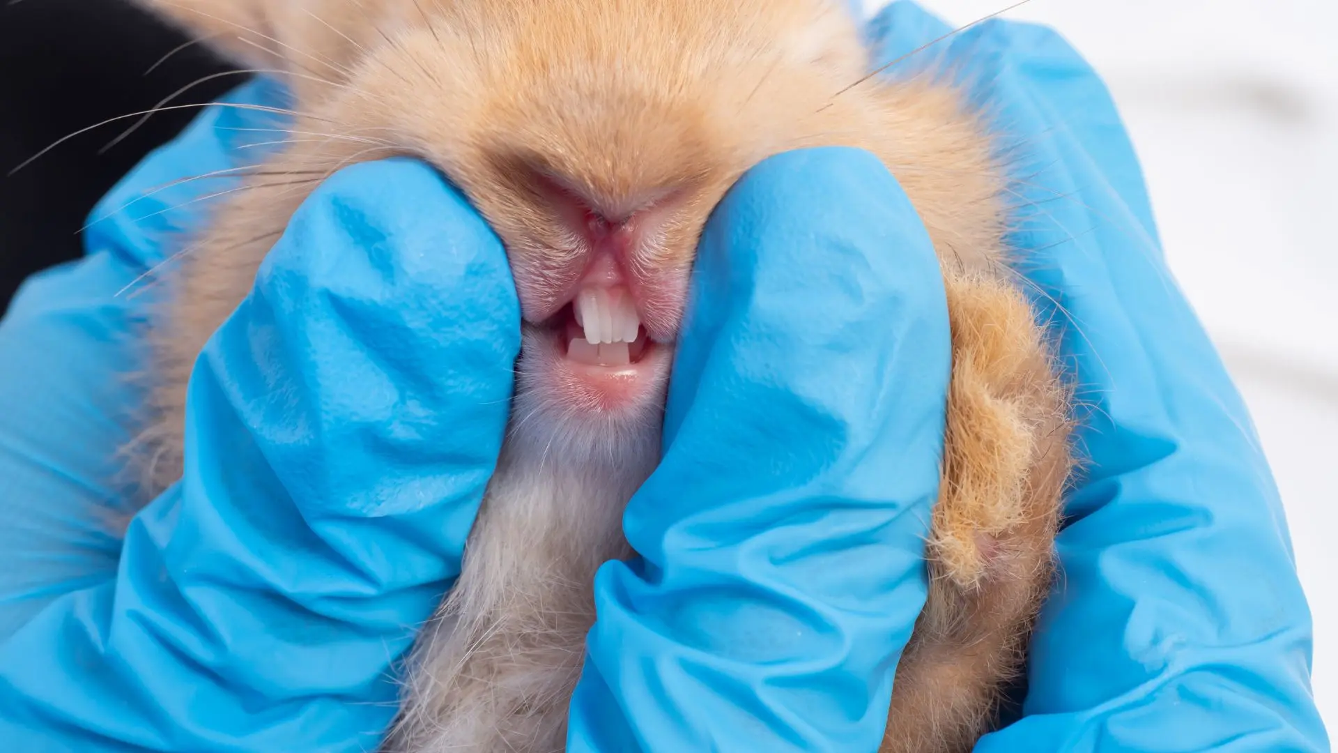 Coniglio visitato dal veterinario per dermatite
