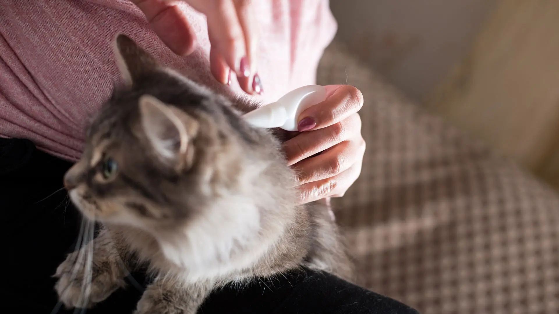 Pulci nei gatti indoor