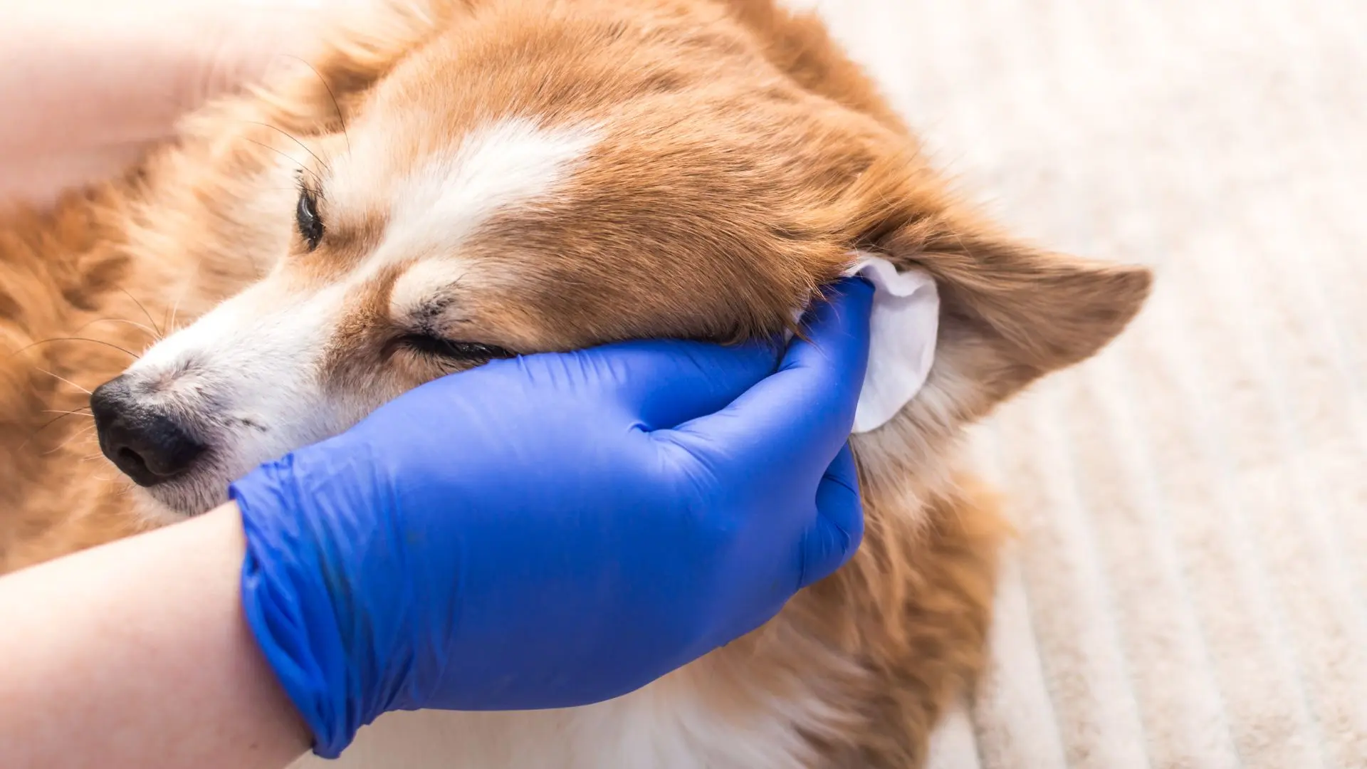 Pulizia orecchie cane