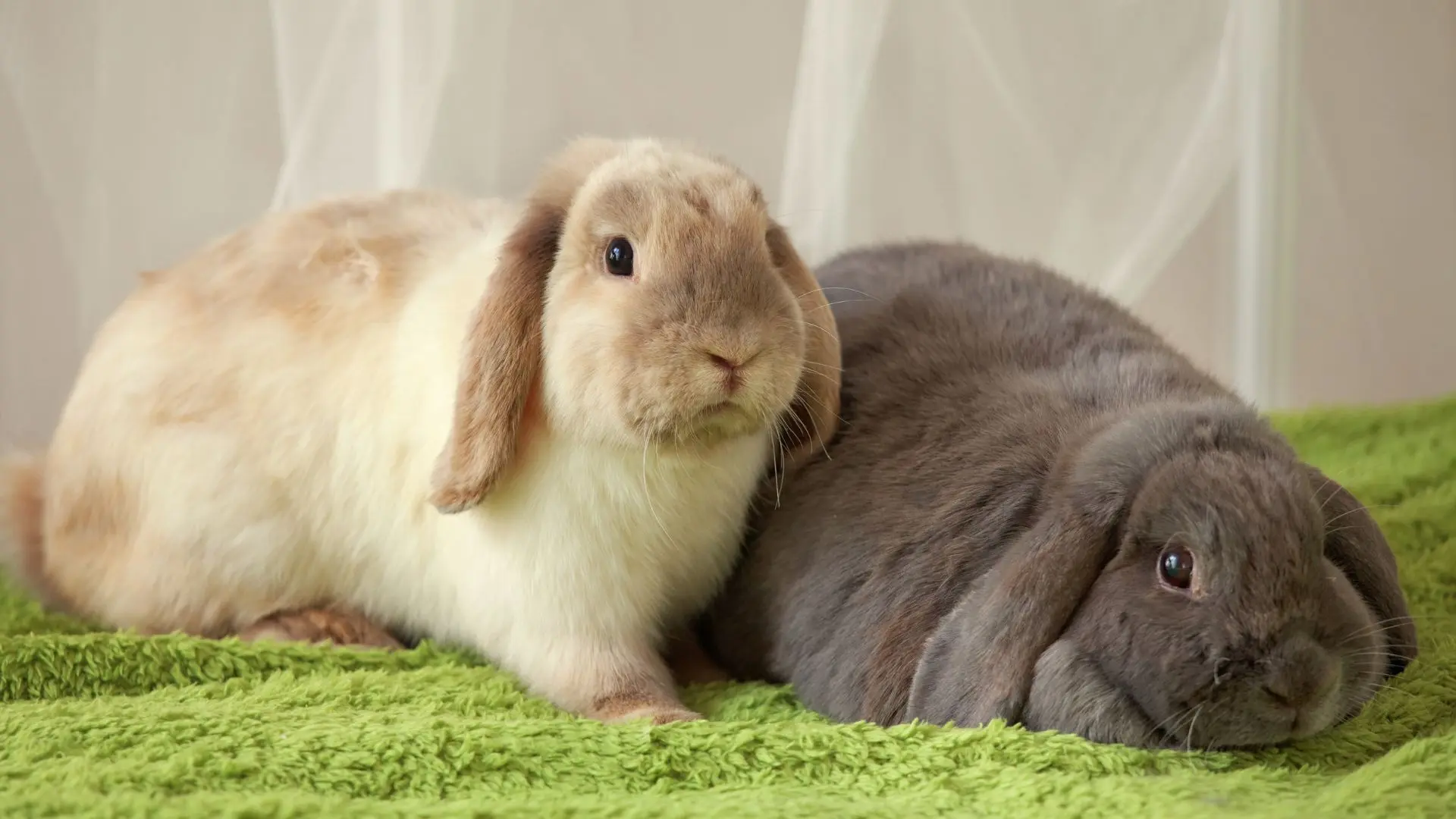 Coniglio nano può soffrire di artrosi?