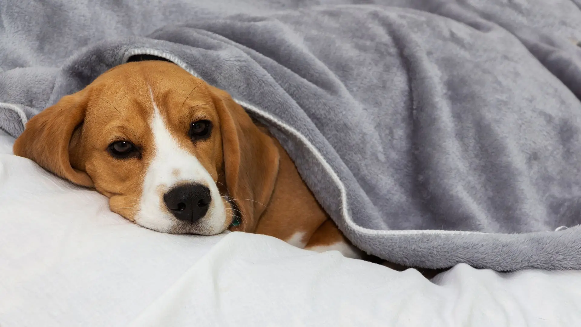 Come misurare la febbre al cane e gatto