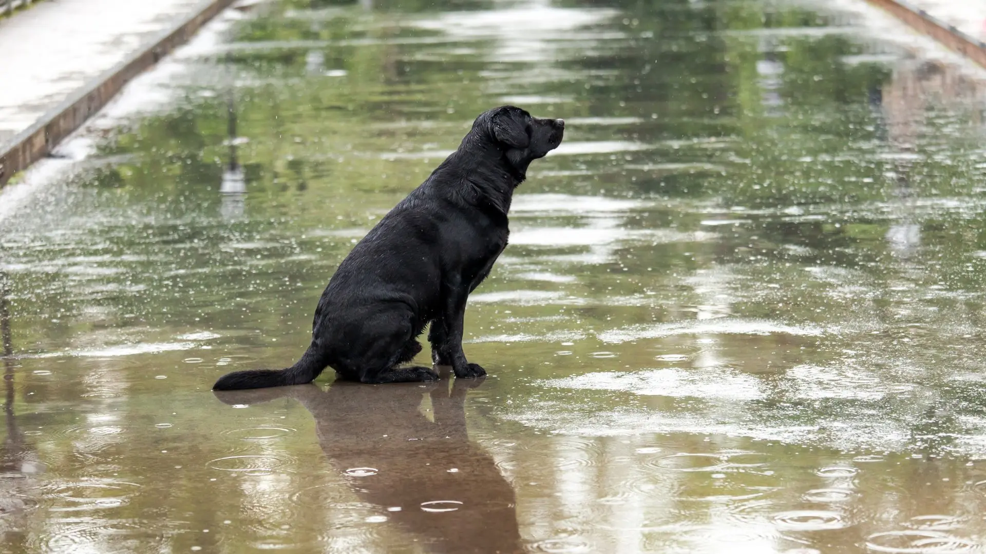 leptospirosi nel cane