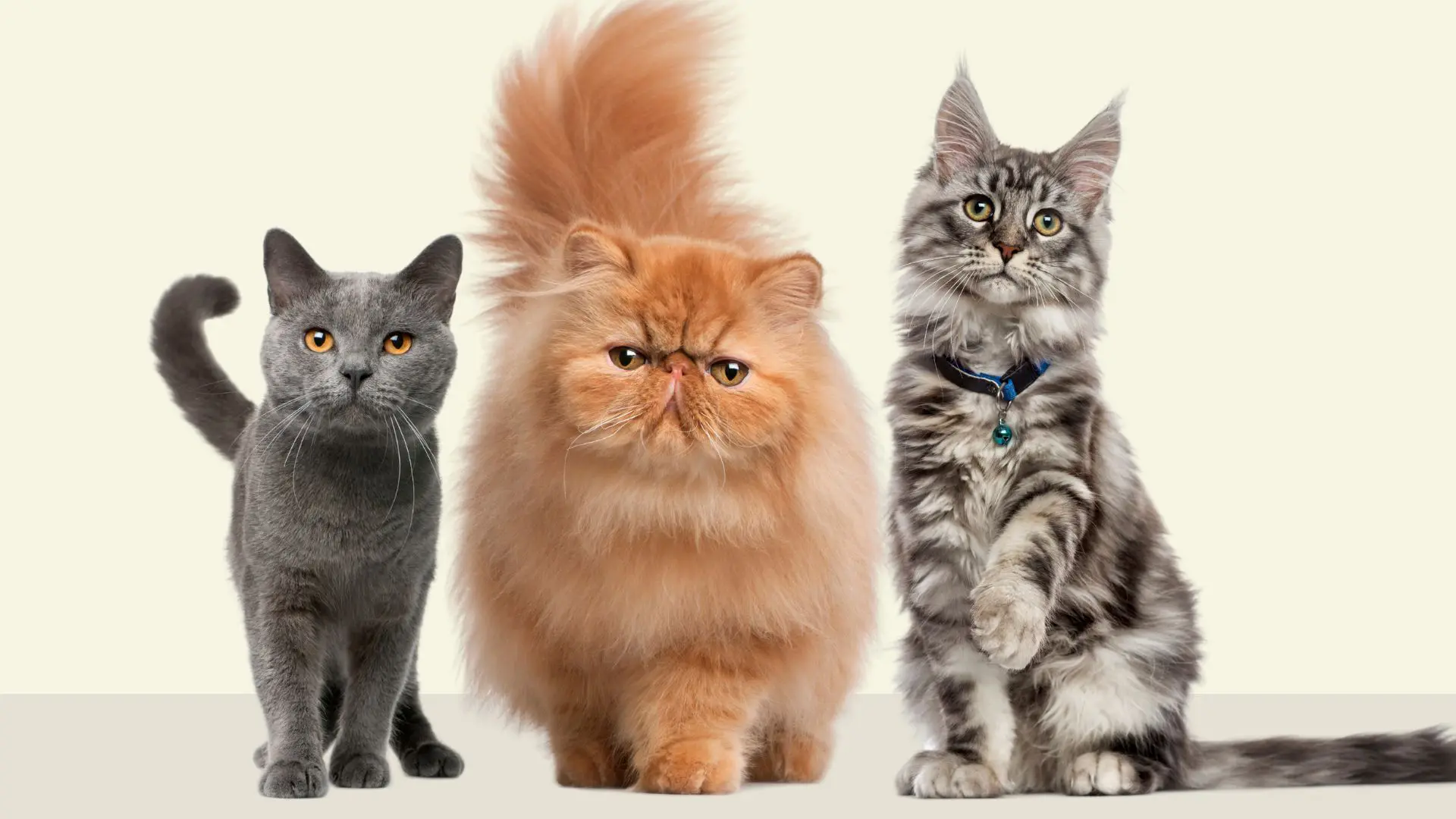 Master allevatore felino, allevamento gatti, quinta edizione 2023