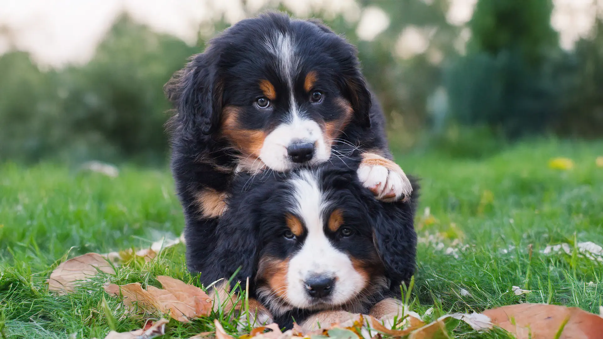 Master allevatore cinofilo - 9° edizione 2024, allevatore cani