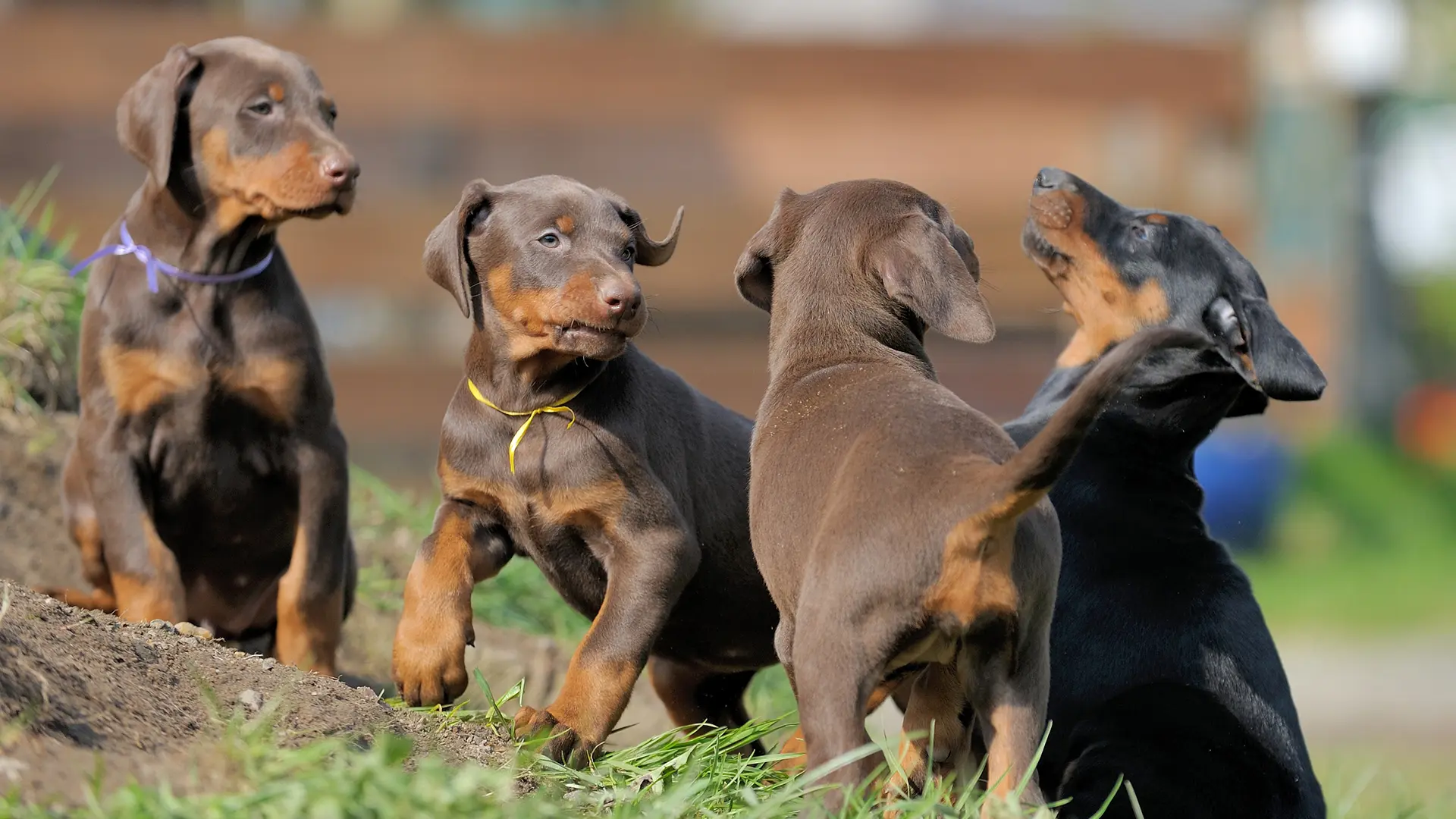 Master Allevatore Cinofilo ENCI - 10°edizione (2025)