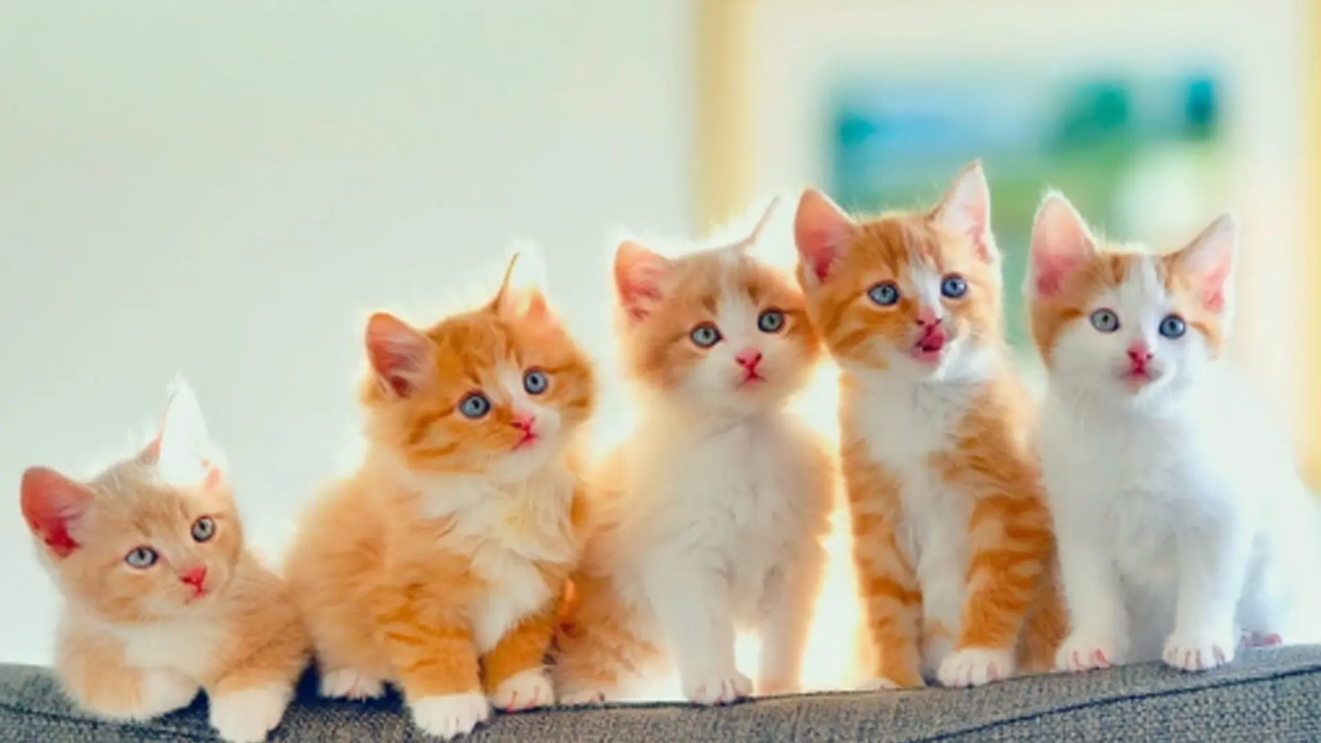 Master Allevatore Felino - Sesta edizione