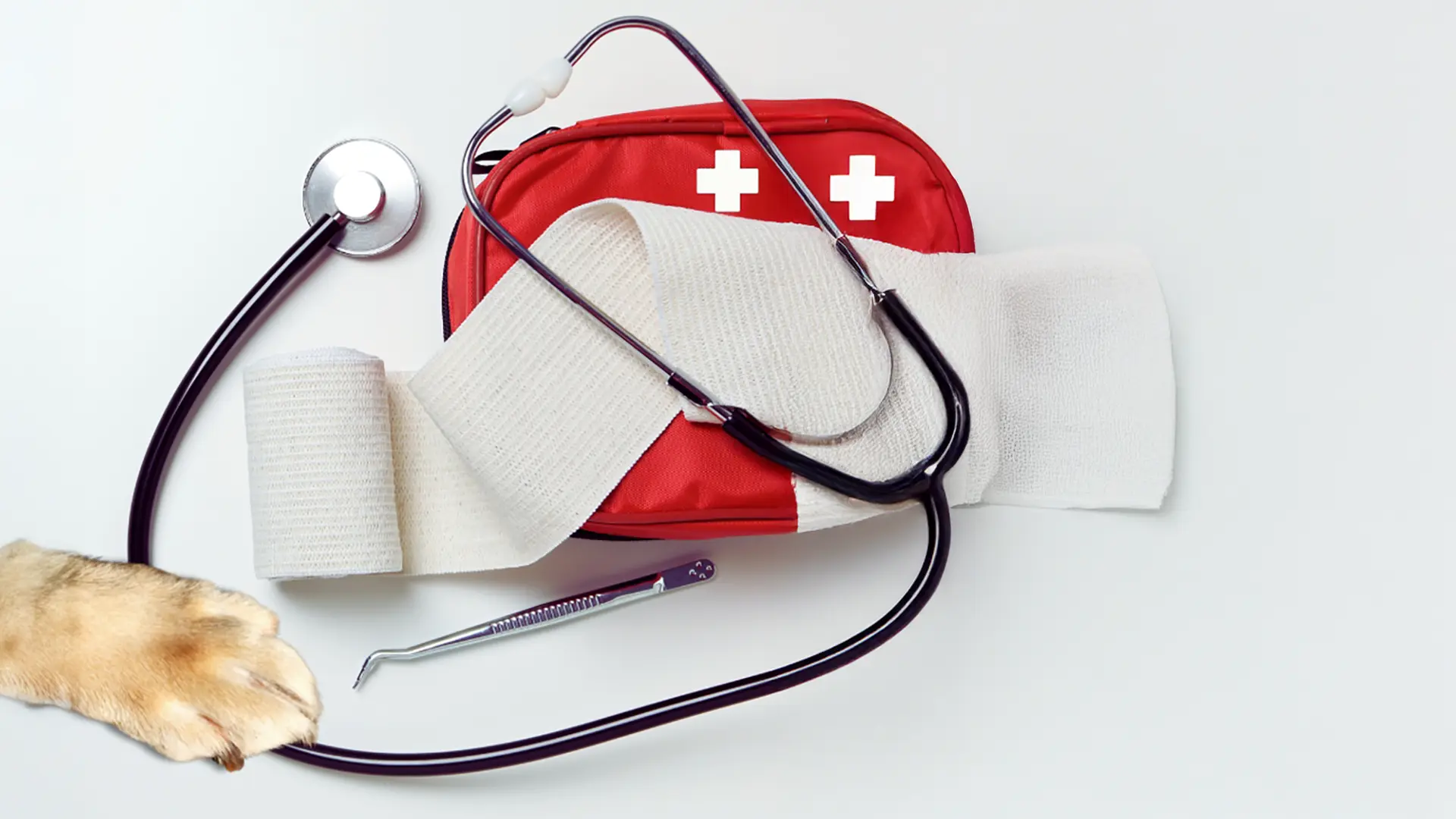 Primo soccorso, linee guida soccorso cane e gatto, soccorso animali, comportamento di primo soccorso