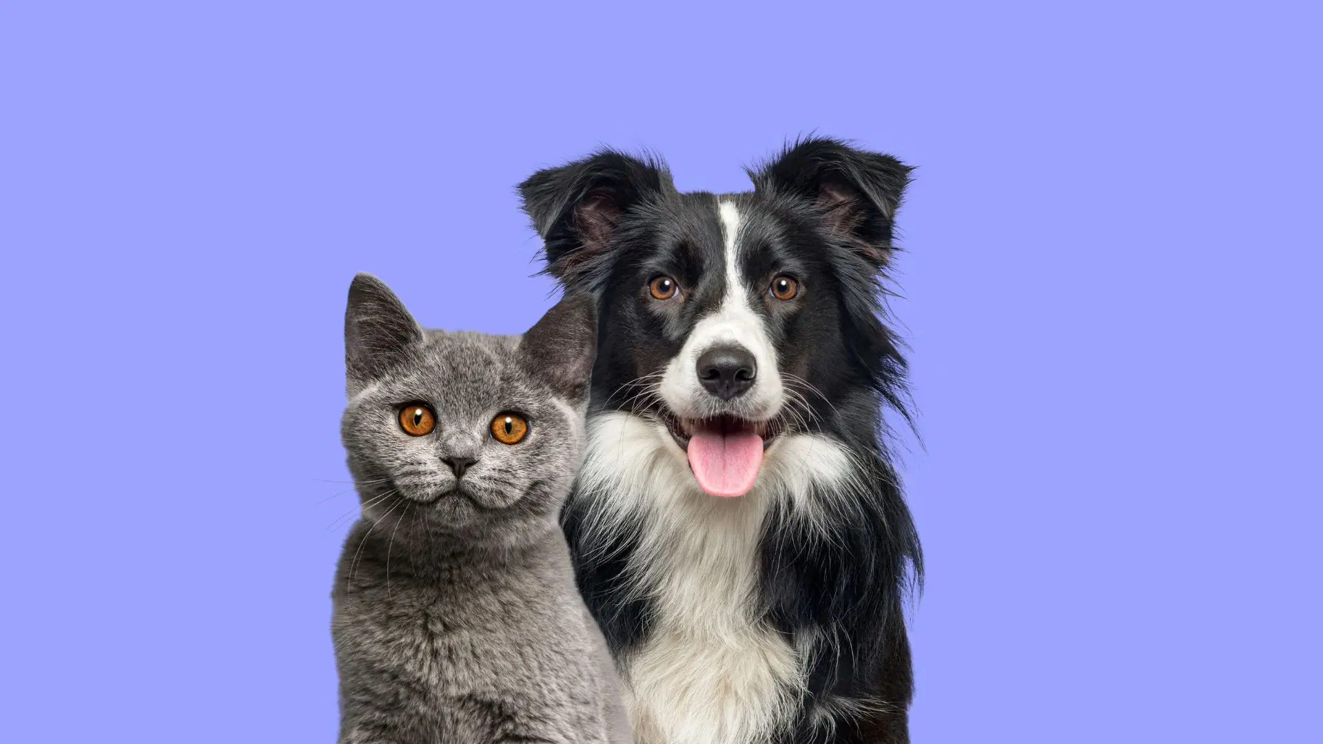 pet sitting, dog sitting, cat sitting, corso introduttivo al pet sitting