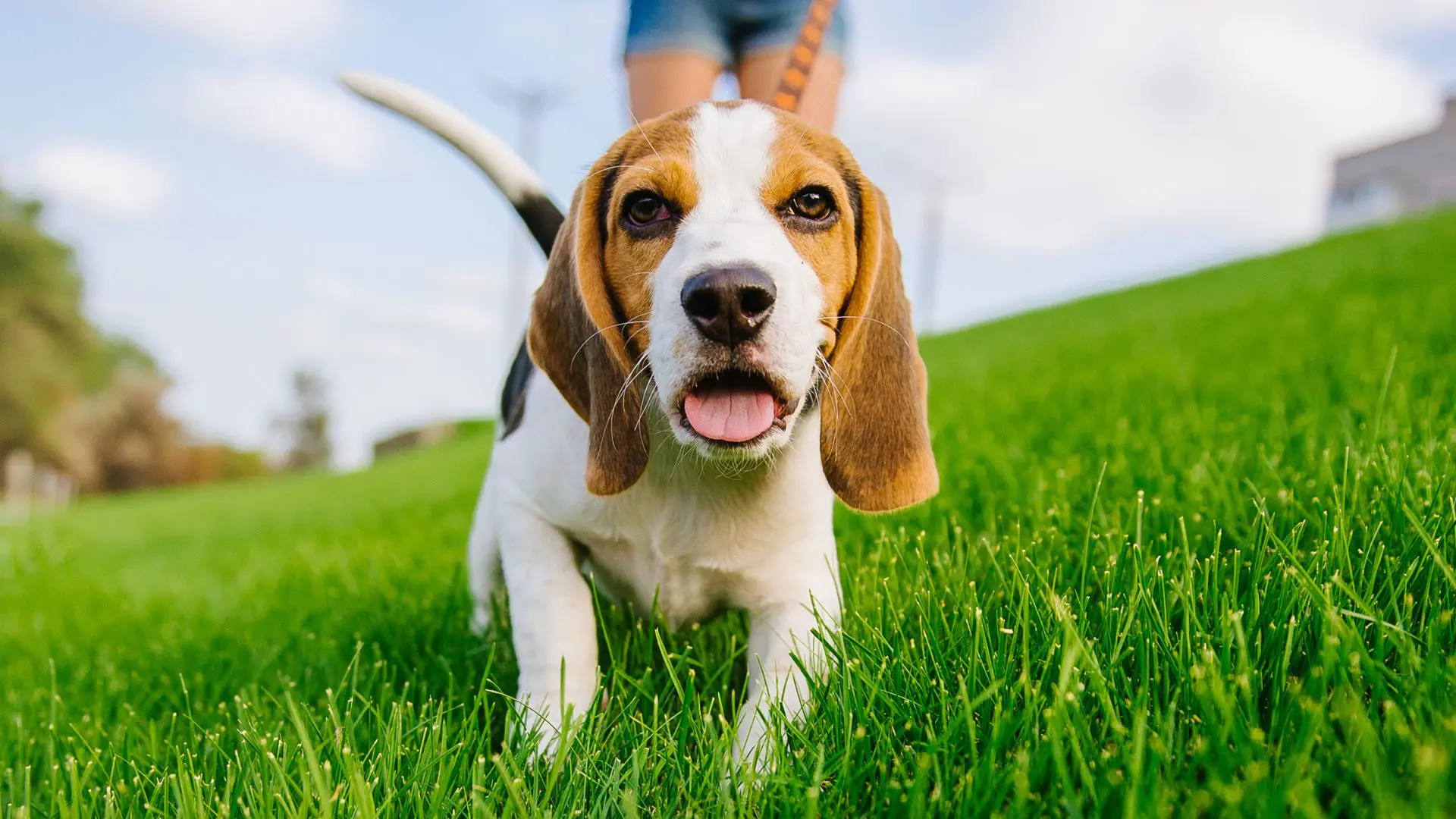 A spasso con fido, passeggiata con il cane, strumenti e regole per proprietari, educati e civili