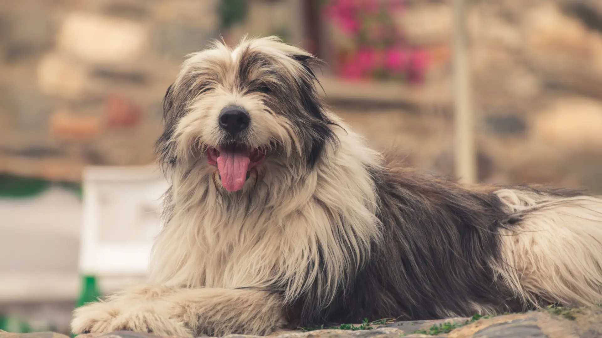 Gli anni contano, il cane anziano, come gestire un cane anziano