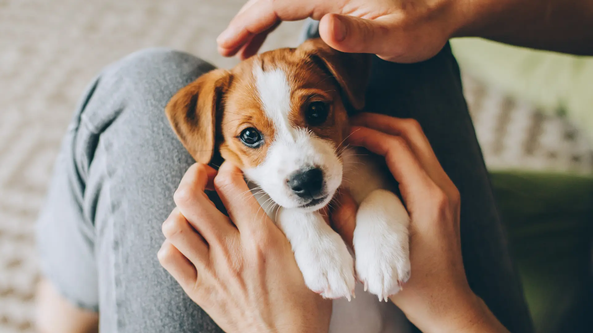 Arriva un cucciolo, accorgimenti per accogliere un cane