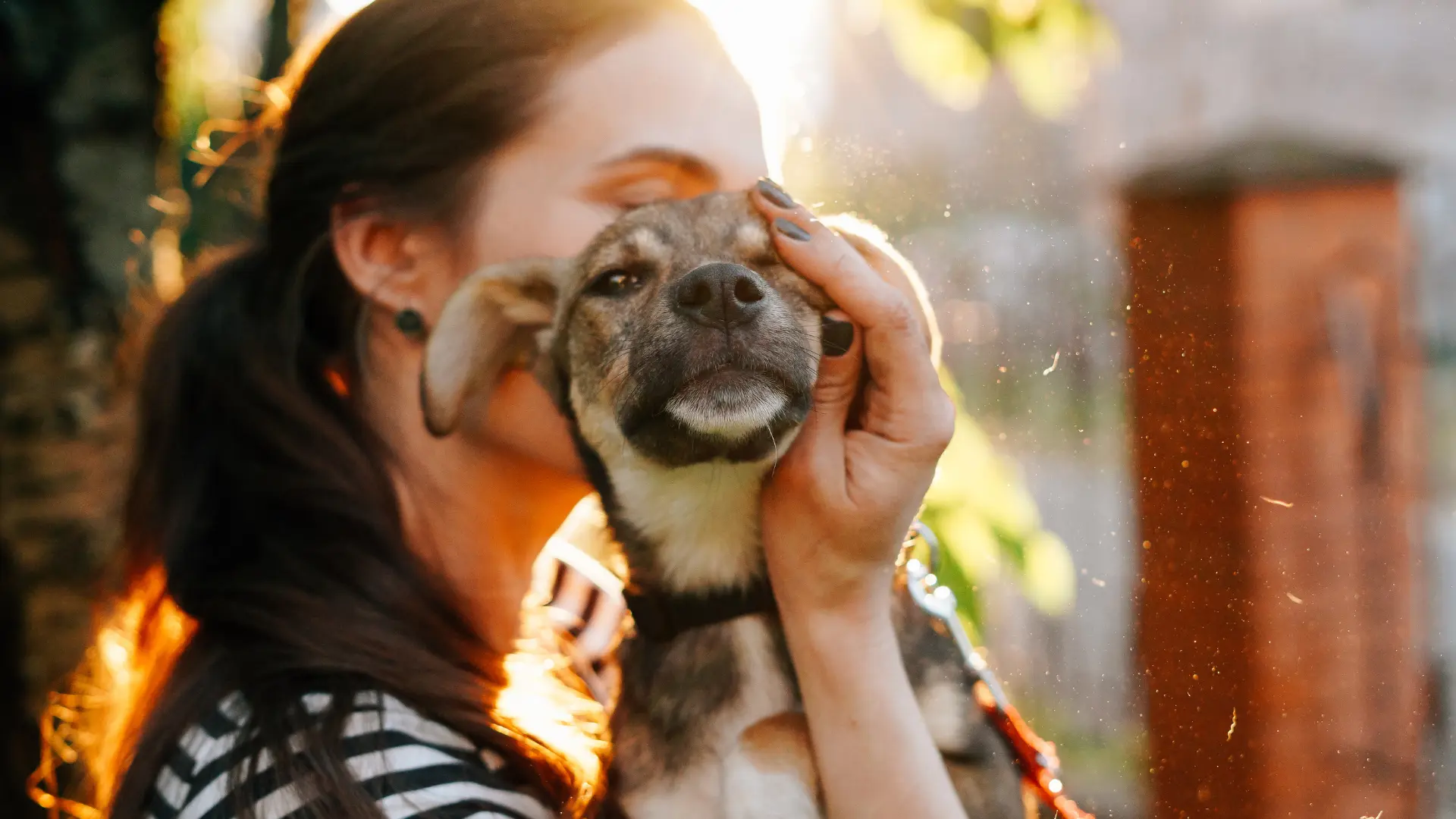 Adottare un cane, cosa sapere per una adozione di un cane