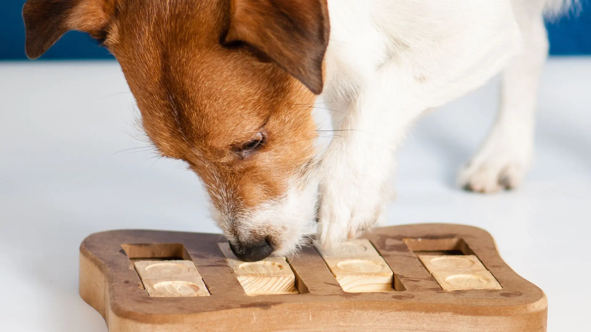 Giocando si cresce, giochi per cane. l'importanza dei giochi, giochi di attivazione mentale
