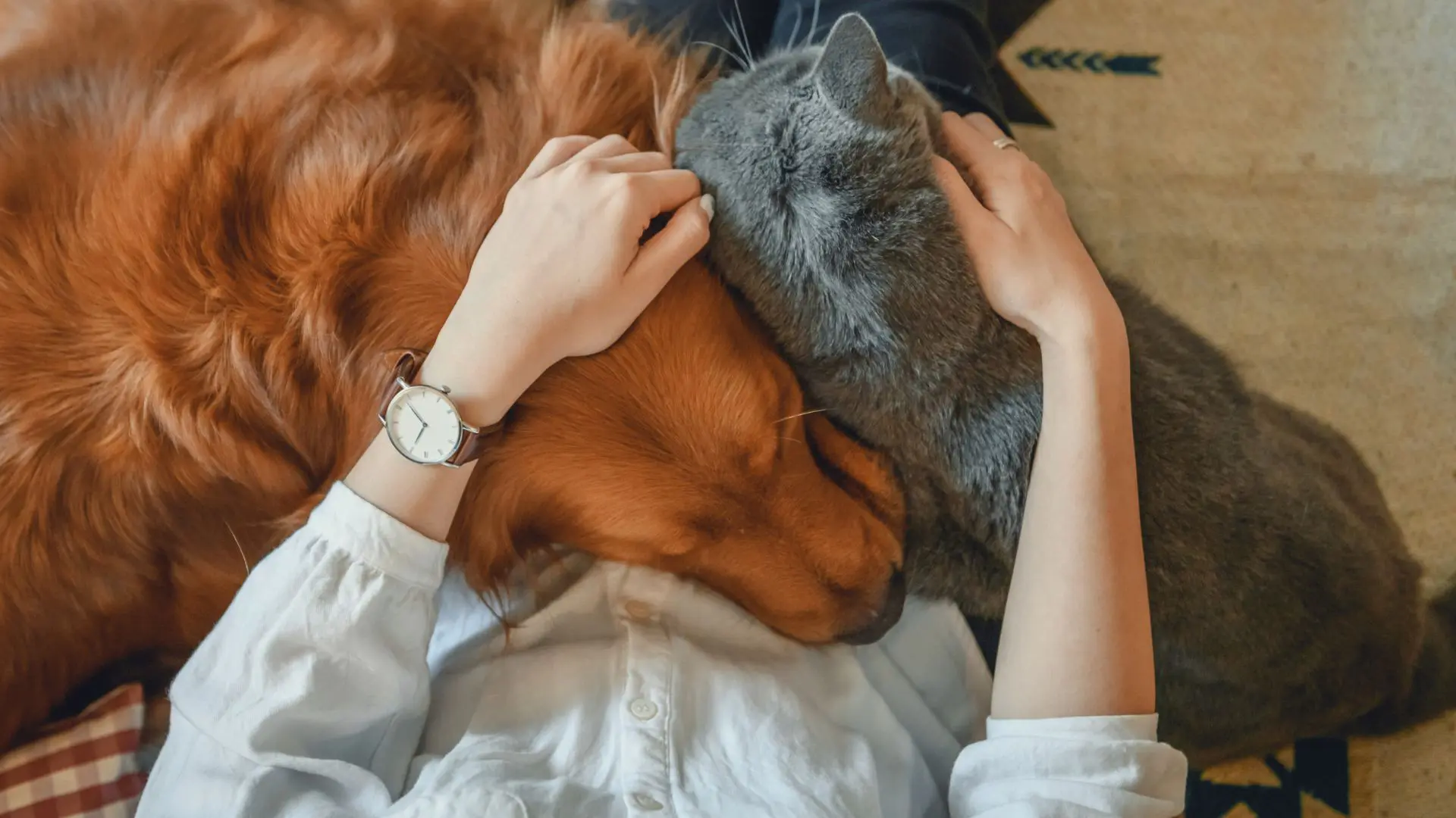 ultimo saluto, lutto animali, morte animali, morte cane e gatto