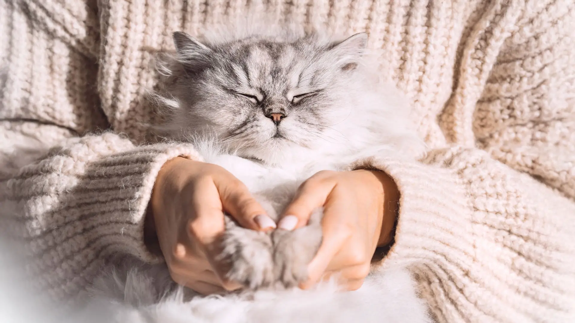 a prova di gatto, percorso formativo, caratteristiche fisiologiche e etologiche dei gatti