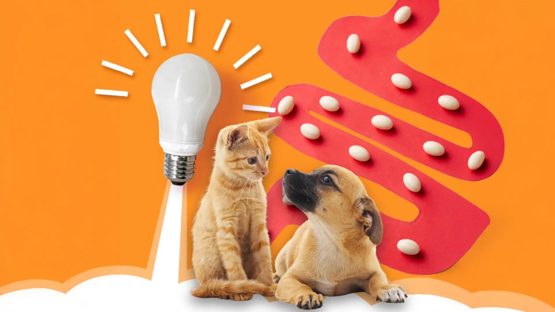 Microbioma e comportamento, microbiota intestinale nel cane e gatto