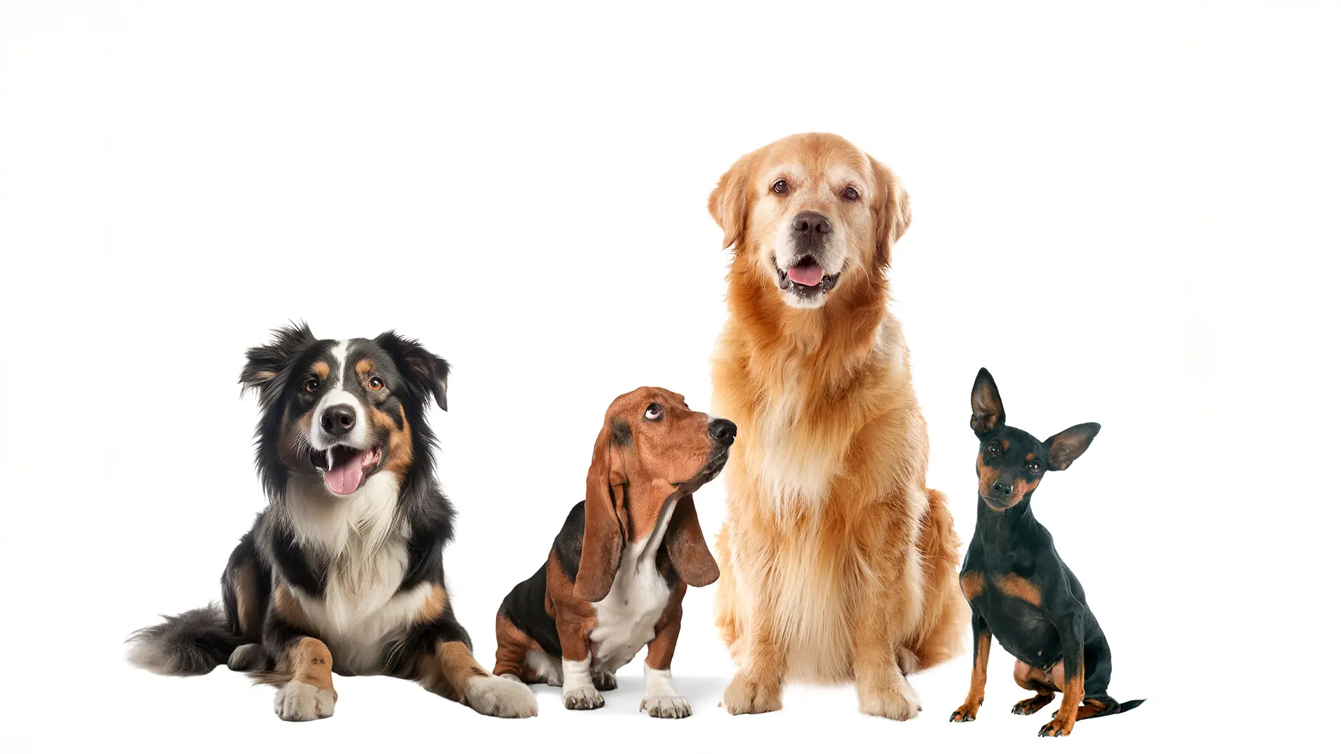 Patentino per proprietari di cani, relazione tra cane e proprietario