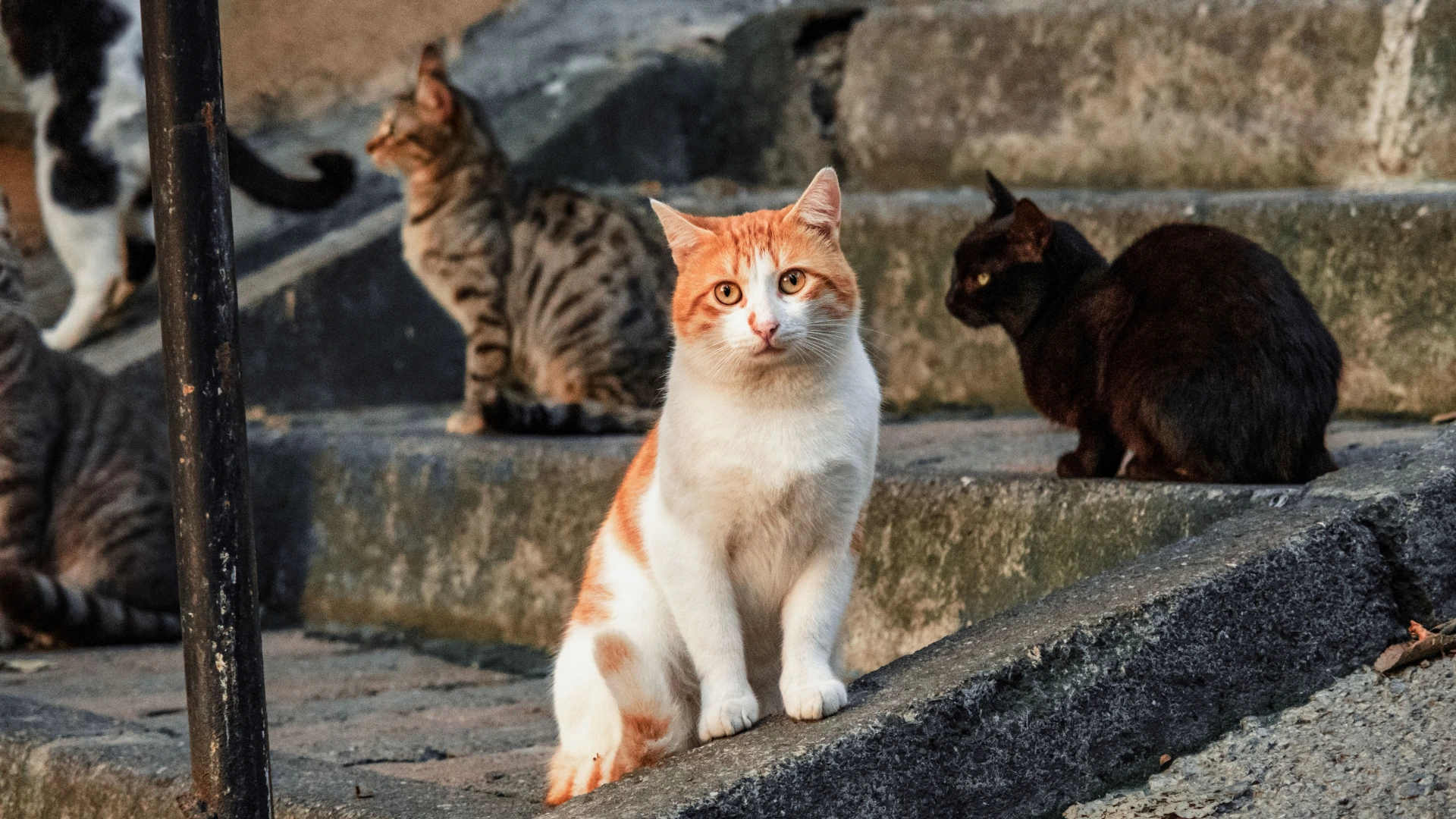 Patentino per proprietari di gatti e gestori di colonie feline