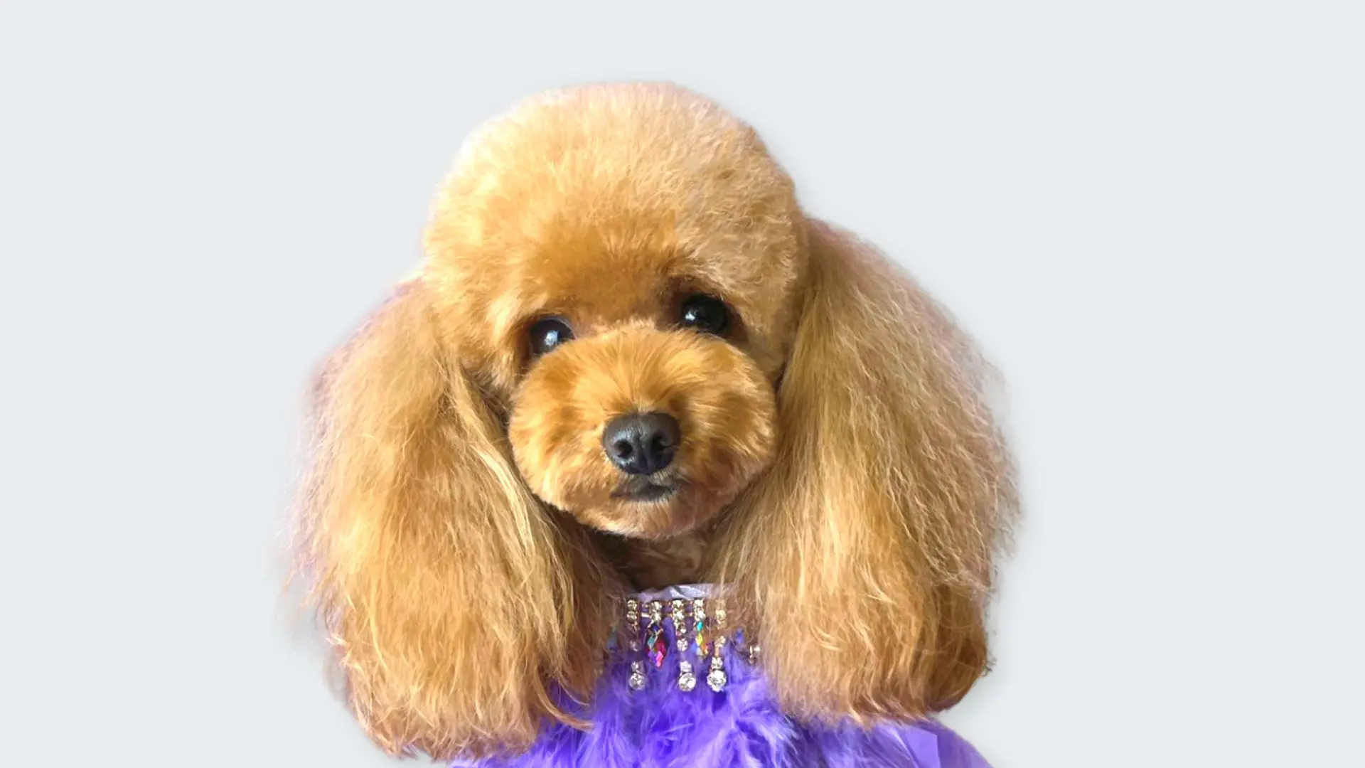 Asian Style, illustrazione, impostazione e realizzazione del taglio