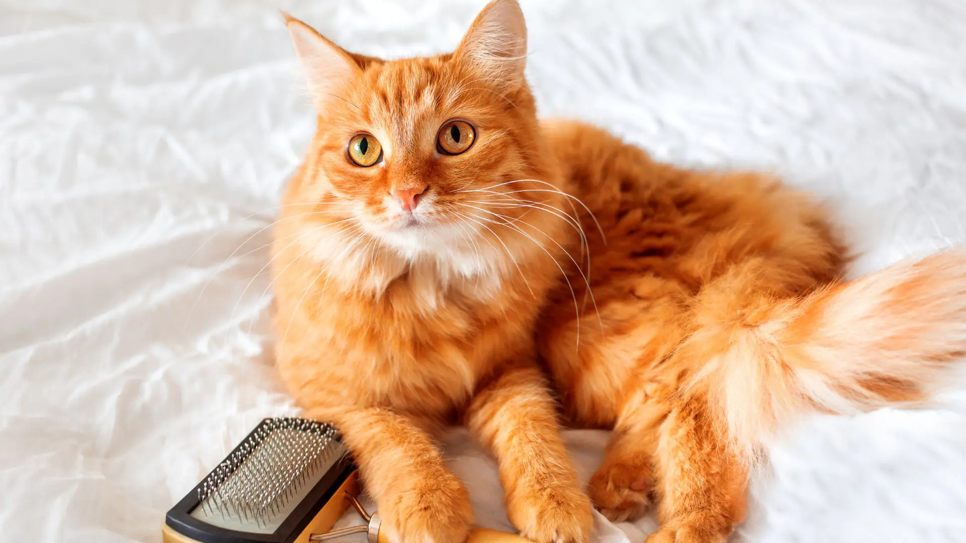 Il gatto in toelettatura, gestione, approccio e lavorazione del pelo