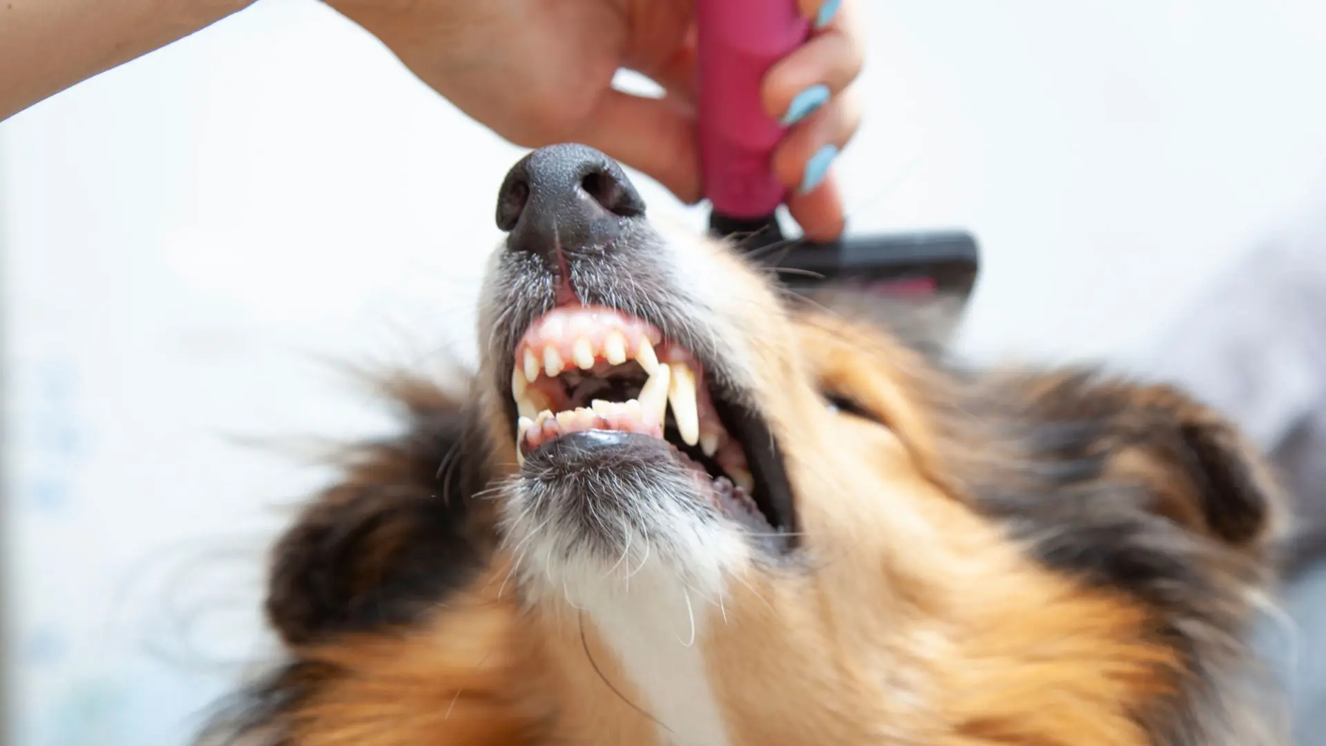 Le difficolà in toelettatura, approccio e gestione del cane in toelettatura