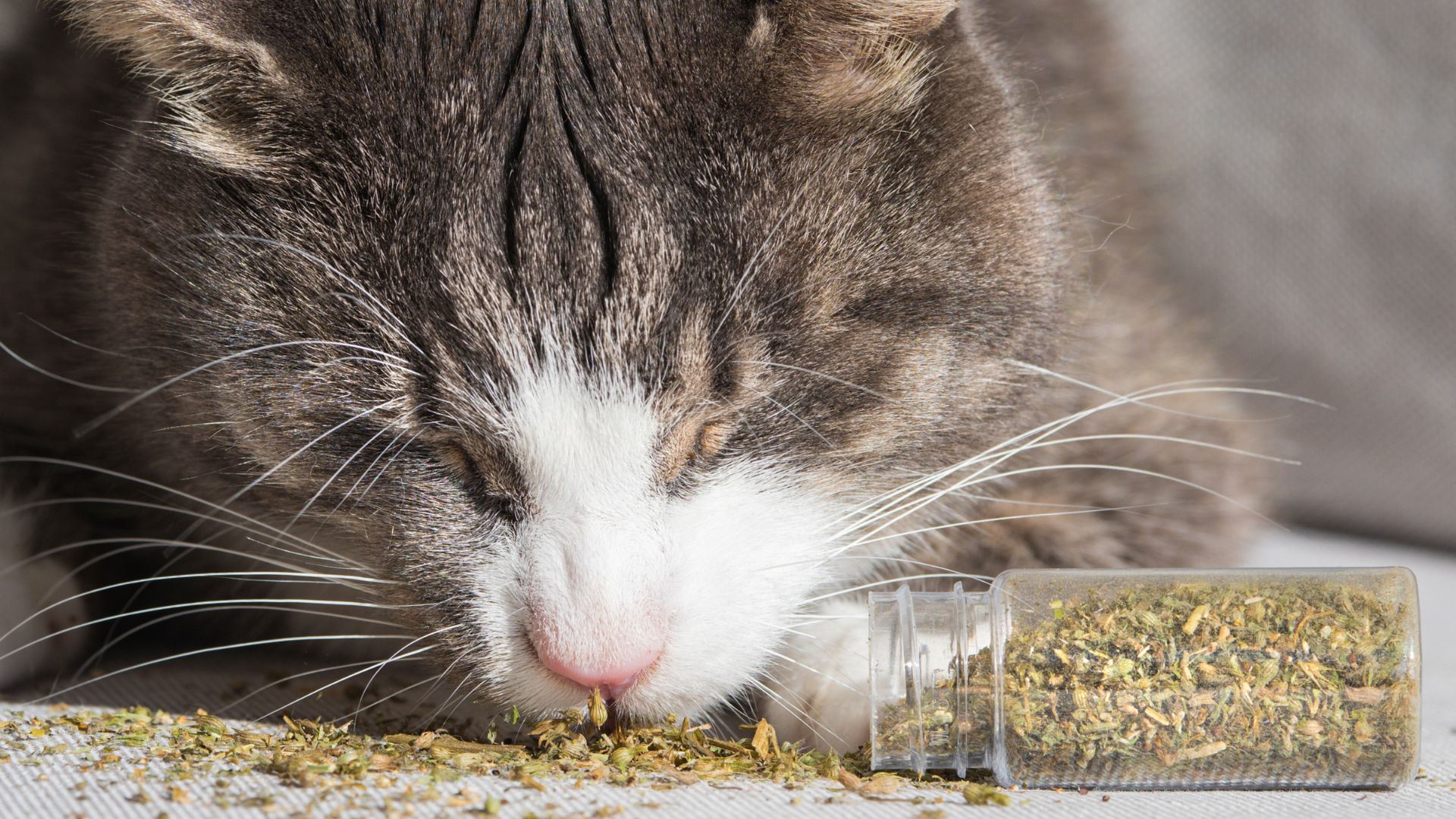Drogati di erba gatta: ecco perché i felini ne vanno matti - Pet
